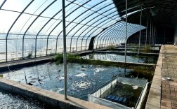 龙虾家庭立体养殖技术有哪些关键要点？