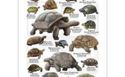 2025养龟什么品种前景好？