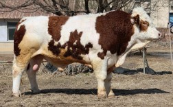 那个肉牛品种生长最快