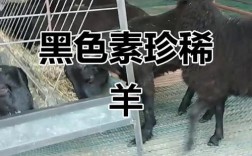 乌骨山羊是独立品种吗？