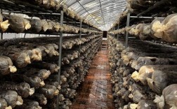 香菇种植技术有哪些关键要点？