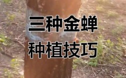 山东金蝉养殖技术难点有哪些？