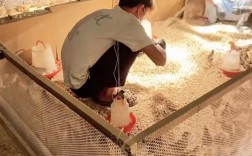 雏鸡育雏饲养管理有哪些关键技术？