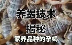 人工养殖蝎子技术视频怎么学？