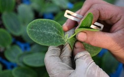 黄瓜嫁接育苗技术要点有哪些？