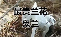 当前最贵春兰什么价格