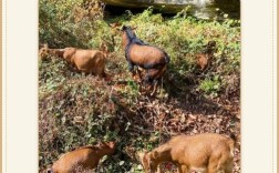 南江黄羊养殖技术方案关键点是什么？