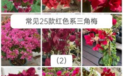 红色三角梅有哪些品种？