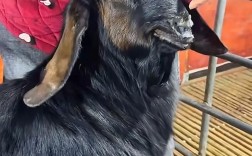 养羊技术教程全集视频哪里找？