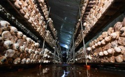 山洞种植蘑菇技术视频，难点在哪？