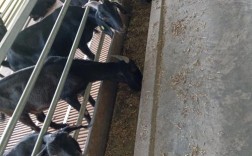 黑山羊哪个品种最好吃