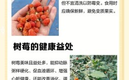 树莓品种口感怎么选？