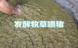 发酵牧草饲料养猪技术效果如何？