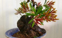 哪些盆栽品种最值钱？