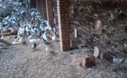 信鸽养殖技术视频怎么学？