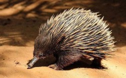 怎样分辩豪猪的好品种