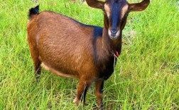 南江黄羊品种怎么样？