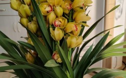 大花蕙兰哪个品种好？