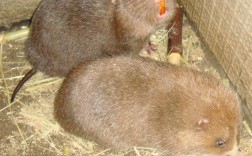 竹鼠吃哪个品种的竹孑