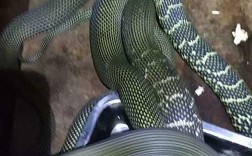 重庆养蛇技术培训基地学什么？