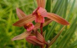 春剑兰花有多少品种