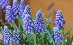 蓝色风信子是哪个品种？