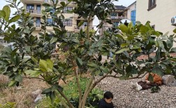 春季柚子修剪怎么剪？视频教你技巧！