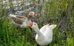 鹅吃哪些牧草品种？