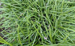 湖南冬季牧草品种有哪些优选？