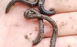 农村挖的蚯蚓是什么品种？