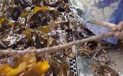 海带种植有哪些关键技术？