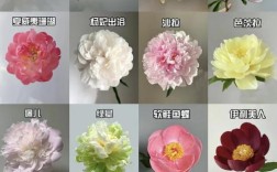 芍药花常见品种有哪些？