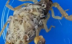 蝎氏钝蝎养殖技术视频全集哪里能看？