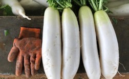 什么样白萝卜品种好
