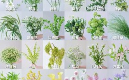 常见草花有哪些品种？名字怎么来的？