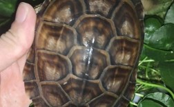 南方乌龟品种有哪些？