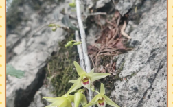 铁皮石斛技术交流QQ群如何加入？