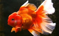 金鱼品种有哪些？观赏视频大全？