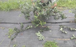 大棚蓝莓修剪技术视频，怎么剪才对？