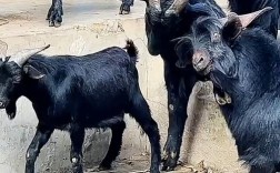 中国南方黑山羊有哪些主要品种？