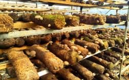 香菇菌种培育技术视频怎么学？