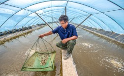 大棚养蟹视频，关键技术点在哪？