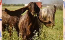 世界上最大的羊品种是哪个？