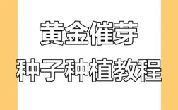 黄精种植方法技术图解，关键步骤有哪些？