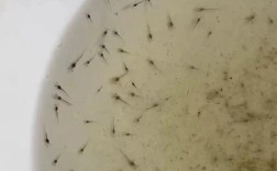 南美白对虾室内养殖技术要点有哪些？