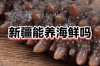 新疆海鲜批发市场最新价格是多少？