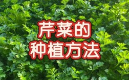 芹菜高产种植有哪些关键技术？