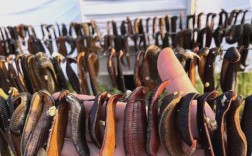 水蛭养殖技术视频，新手如何快速入门？