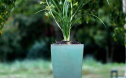 哪些蕙兰品种最名贵？