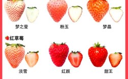 草莓什么品种最甜？